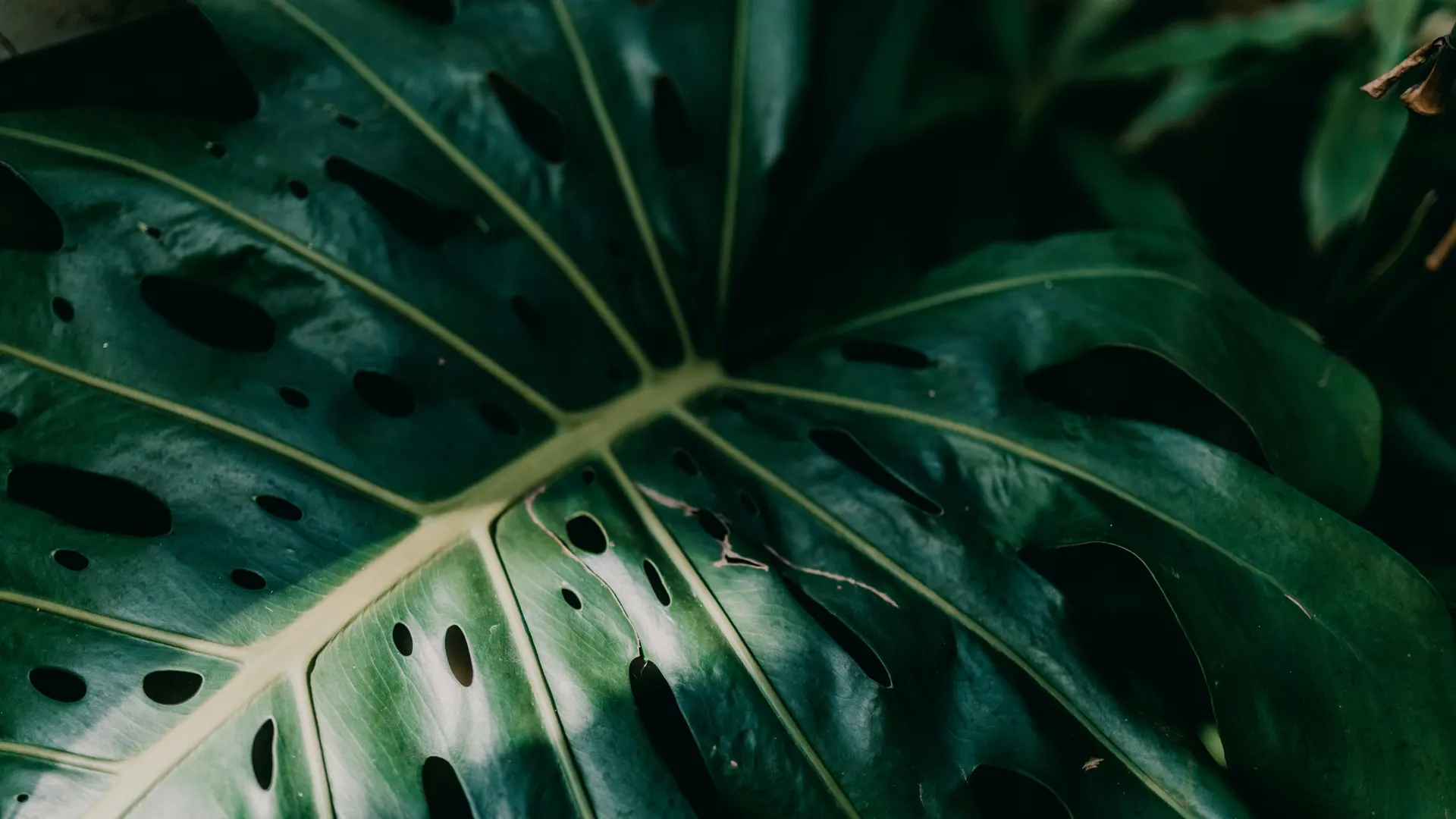 Una grande foglia di monstera ripresa da vicino, verde scuro e lucida