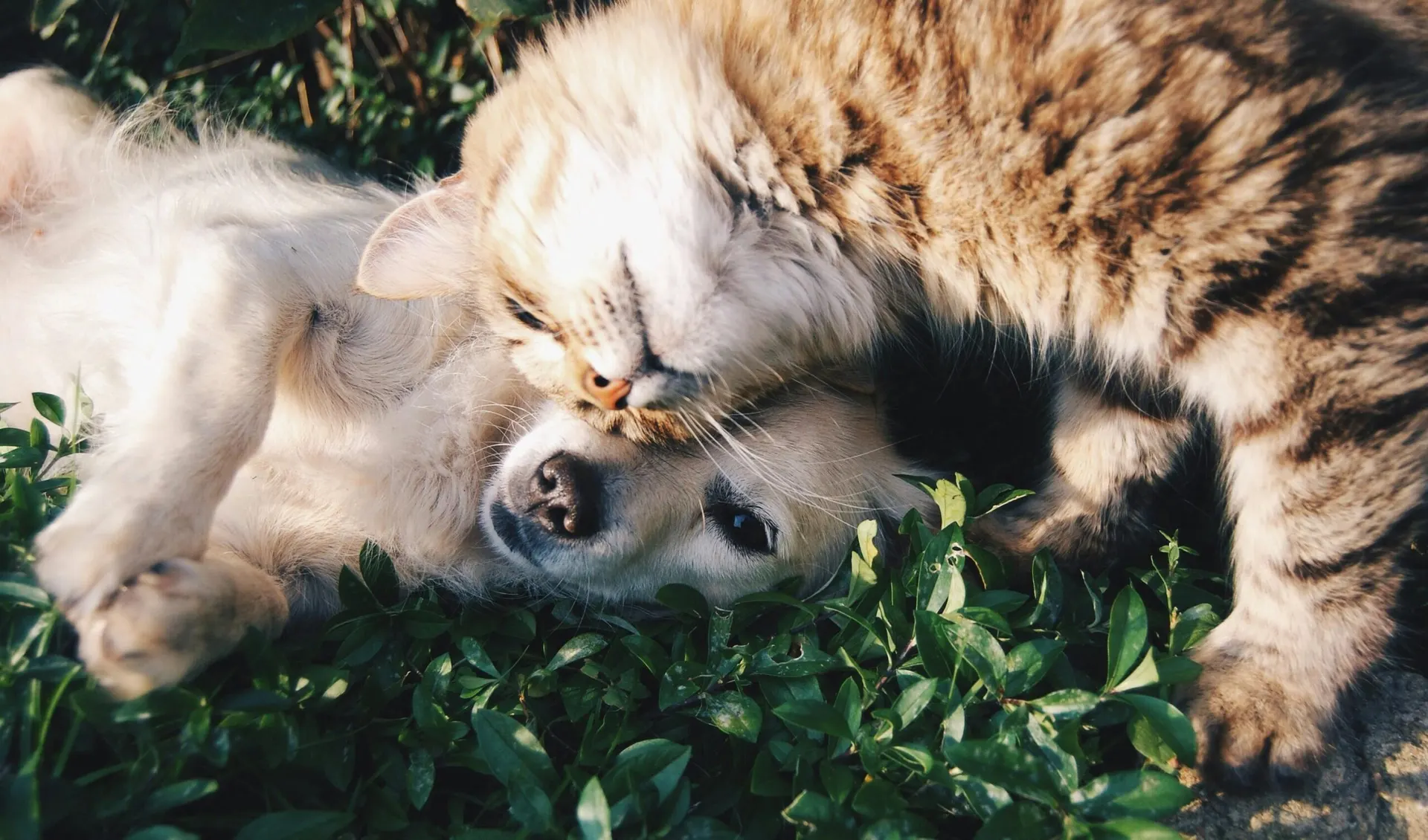 Un gatto rosso e un cane dormono abbracciati sull'erba