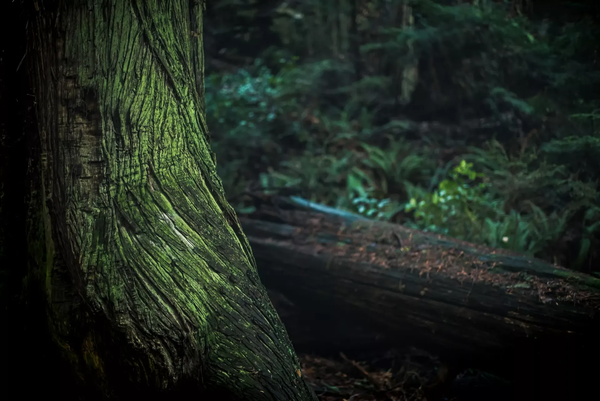 Il tronco muschiato di un albero in un sottobosco fitto, con un tronco caduto sullo sfondo